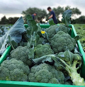 منتجات طازجة