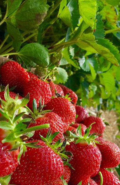 Сертифицированные фермы