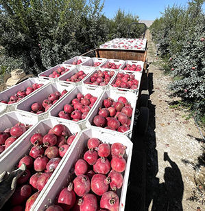 Сельскохозяйственное производство